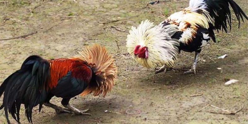 Hướng dẫn chọn gà để chọi “ Nhất mình, Nhì chân, Tam đầu, Tứ đuôi”