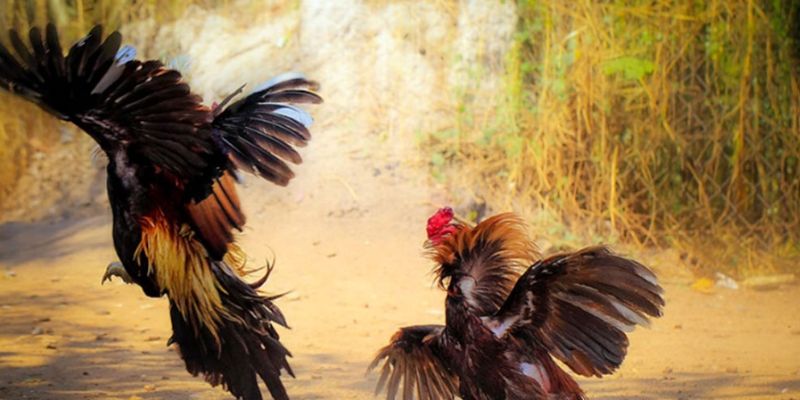 Phong thủy cho việc chọn gà chọi 