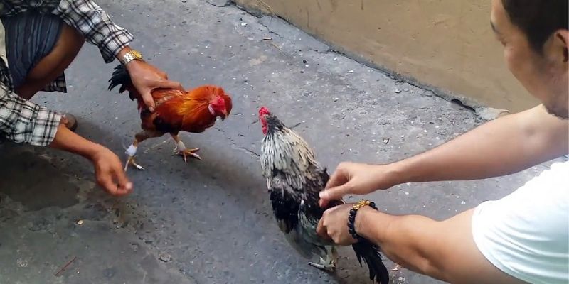 Tại sao mắt gà chọi quan trọng?