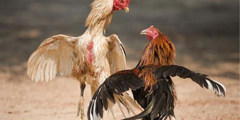 Cách xem gà chọi qua tướng mắt siêu chuẩn