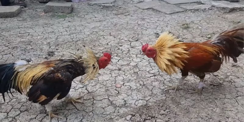Những kiểu mắt gà chọi đẹp