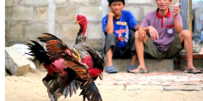 Tại sao nên chọn màu mạng gà đá?