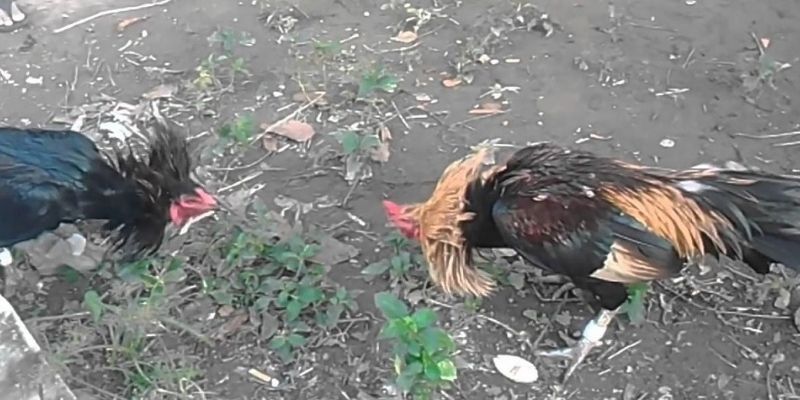 Màu mạng gà đá có đáng tin hay không