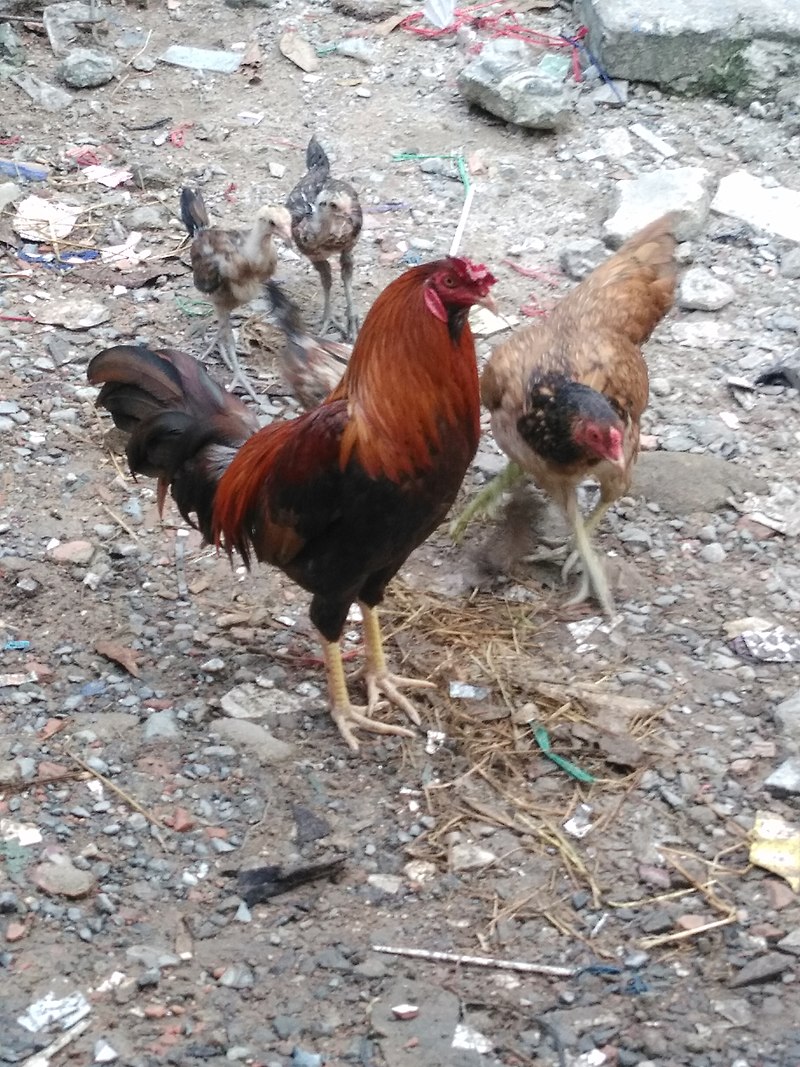 Kinh nghiệm chơi đá gà nòi cựa sắt bất bại